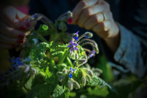 LE CLOS DES SENS LAURENT PETIT JARDIN EN PERMACULTURE MARTINE