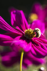 LE CLOS DES SENS LAURENT PETIT JARDIN EN PERMACULTURE