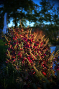 LE CLOS DES SENS JARDIN EN PERMACULTURE AUTOMNE